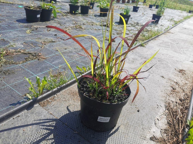 Žolinis augalas, imperata, vazonas 3 l.