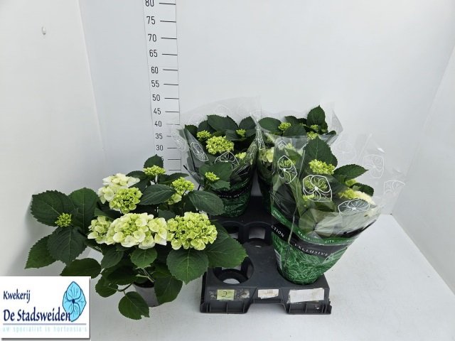 Dekoratyvinis krūmas, hortenzija "Schneeball", vazonėlio skersmuo 14 cm.
