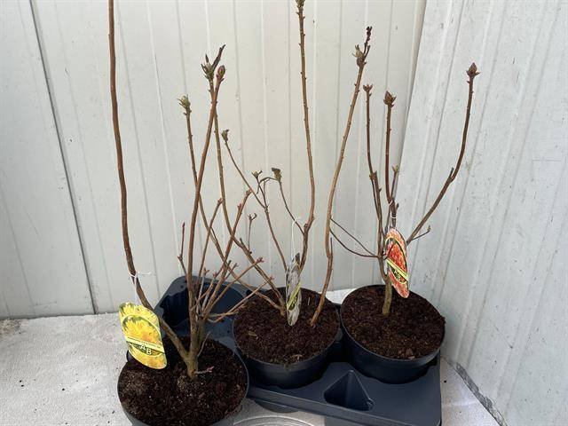 Dekoratyvinis krūmas, rododendras "Molle", vazonėlio skersmuo 19 cm.