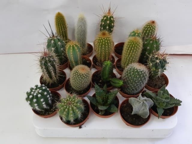 Kambarinis augalas, kaktusas, vazonėlio skersmuo 5 cm.
