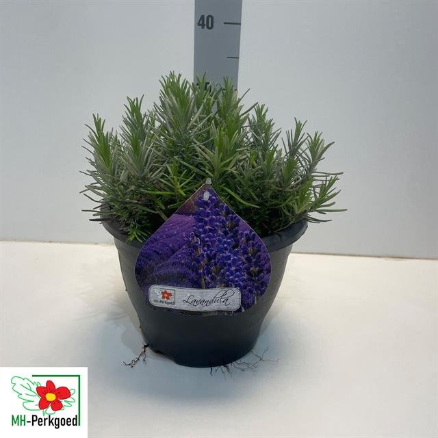 Daugiametė gėlė, levanda "Mustead", vazonėlio skersmuo 26 cm.