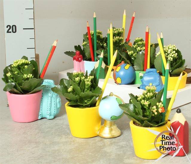 Kambarinis augalas, kalankė, keraminiame vazonėlyje, vazonėlio skersmuo 13 cm.