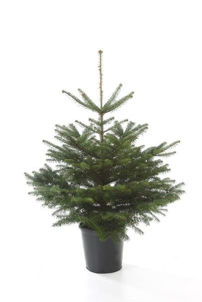 Vazone auginta paprastoji eglė (Picea abies), aukštis 80 - 100 cm.