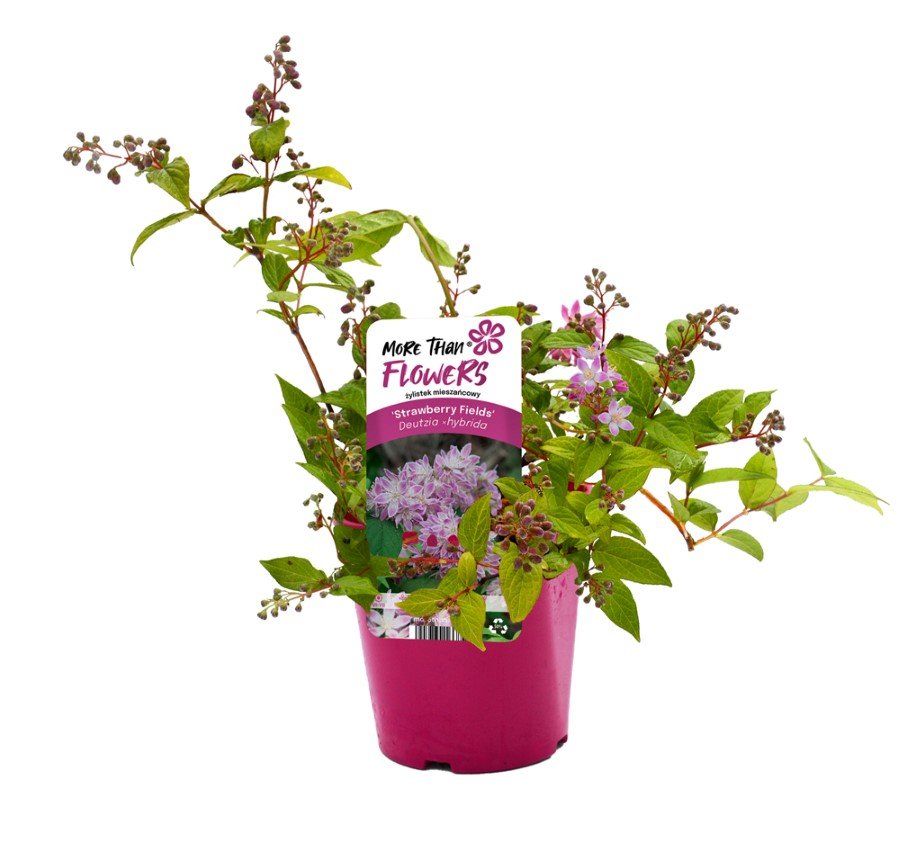 Dekoratyvinis krūmas, deucija, vazonas 2 l.