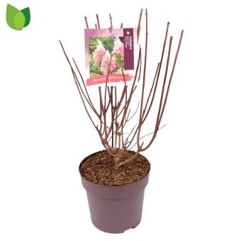 Dekoratyvinis krūmas, hortenzija šluotelinė "Pinky Winky", vazonėlio skersmuo 27 cm.