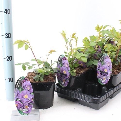 Daugiametė gėlė, rožė "Rhapsody in Bleu", vazonėlio skersmuo 14 cm.