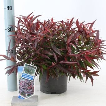 Dekoratyvinis krūmas, leukotoja "Burning Love", vazonėlio skersmuo 17 cm.