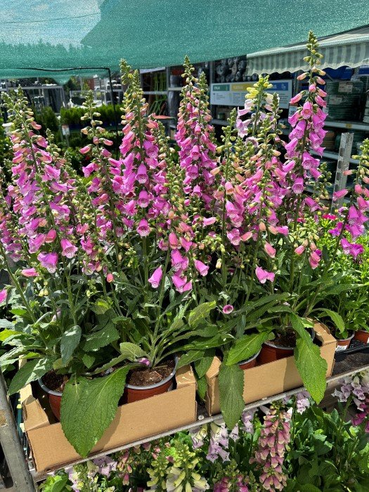 Daugiametė gėlė, rusmenė, vazonėlio skersmuo 19 cm.