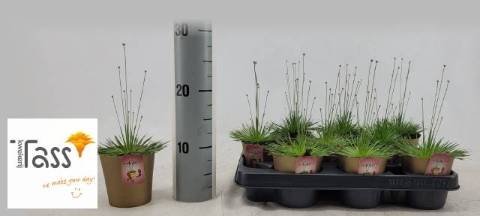 Kambarinis augalas, syngonanthus "Mikado", vazonėlio skersmuo 14 cm.