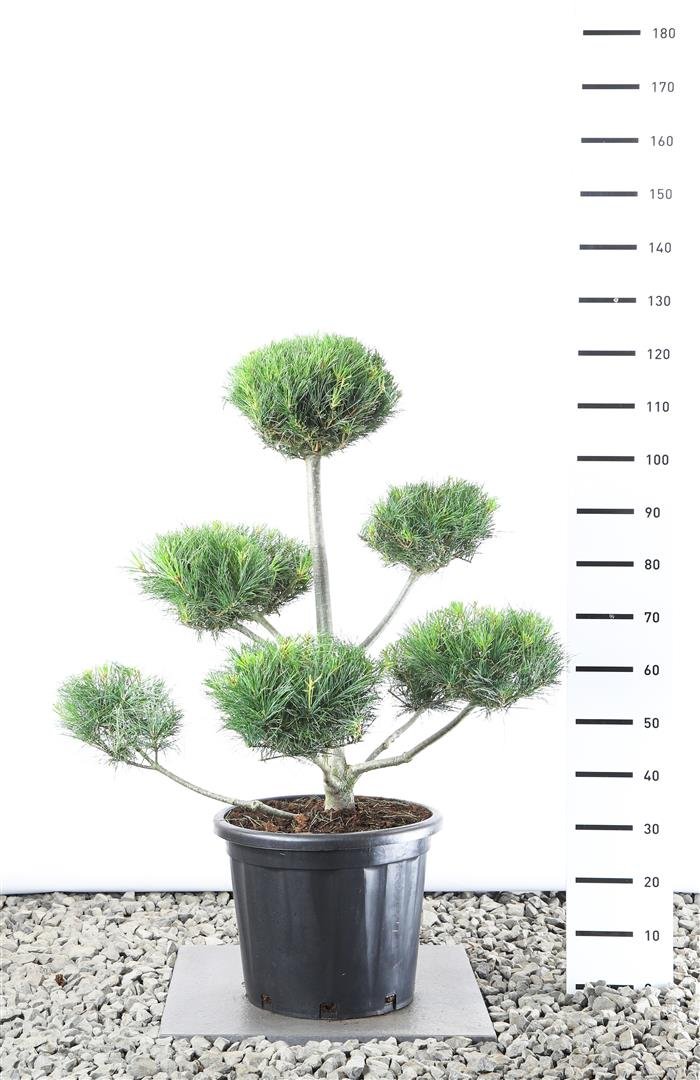 Spygliuotis, pušis veimutinė, aukštis 80-100 cm., vazonas 20 l.