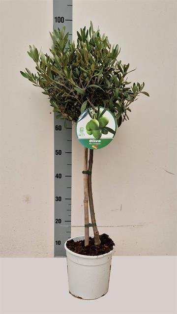 Dekoratyvinis krūmas, alyvmedis ant stiebo, vazonėlio skersmuo 20 cm.
