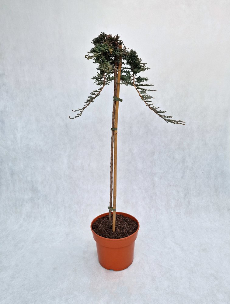 Spygliuotis, kadagys gulsčiasis "Icee Blue", vazonas 7,5 l.