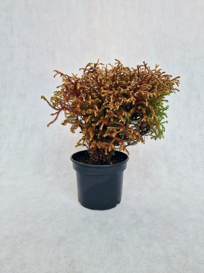 Spygliuotis, tuja vakarinė "Golden Tuffet", vazonėlio skersmuo 14 cm.