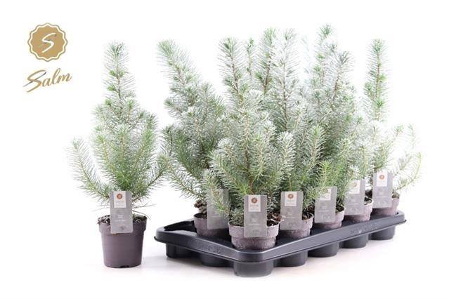 Spygliuotis, pušis "Silver Crest Snow", vazonėlio skersmuo 11 cm.
