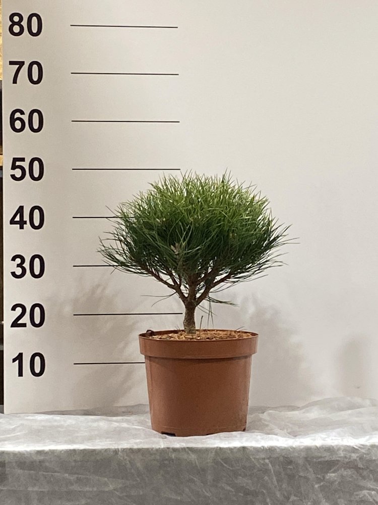 Spygliuotis, pušis "Marie Bregeon", vazonėlio skersmuo 23 cm.