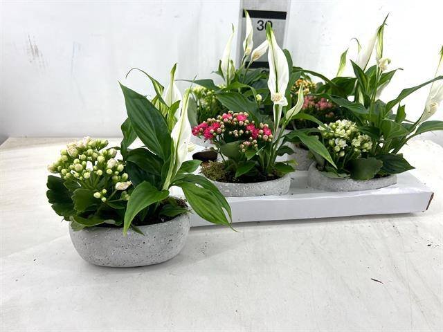 Kambarinis augalas, vėzdūnių ir kalankių kompozicija, keraminiame vazonėlyje, vazonėlio skersmuo 14 cm.