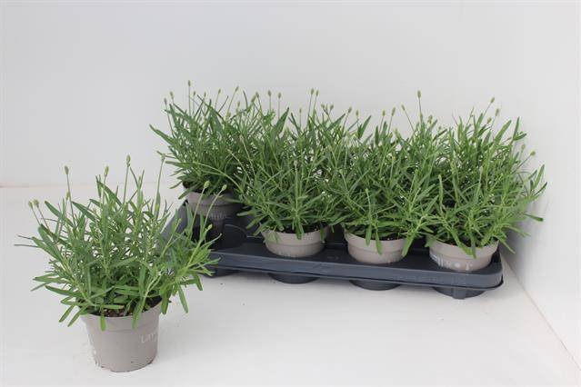 Daugiametė gėlė, levanda "Essence Pur", vazonėlio skersmuo 12 cm.