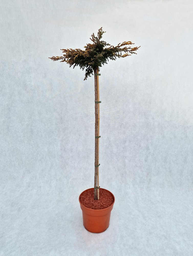 Spygliuotis, kadagys paprastasis "Goldshatz", vazonas 7,5 l.