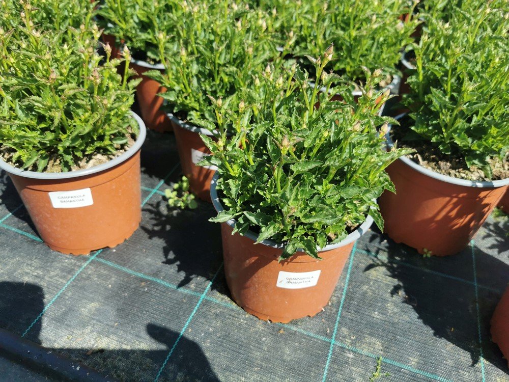 Daugiametė gėlė, katilėlis, vazono skersmuo 17 cm.