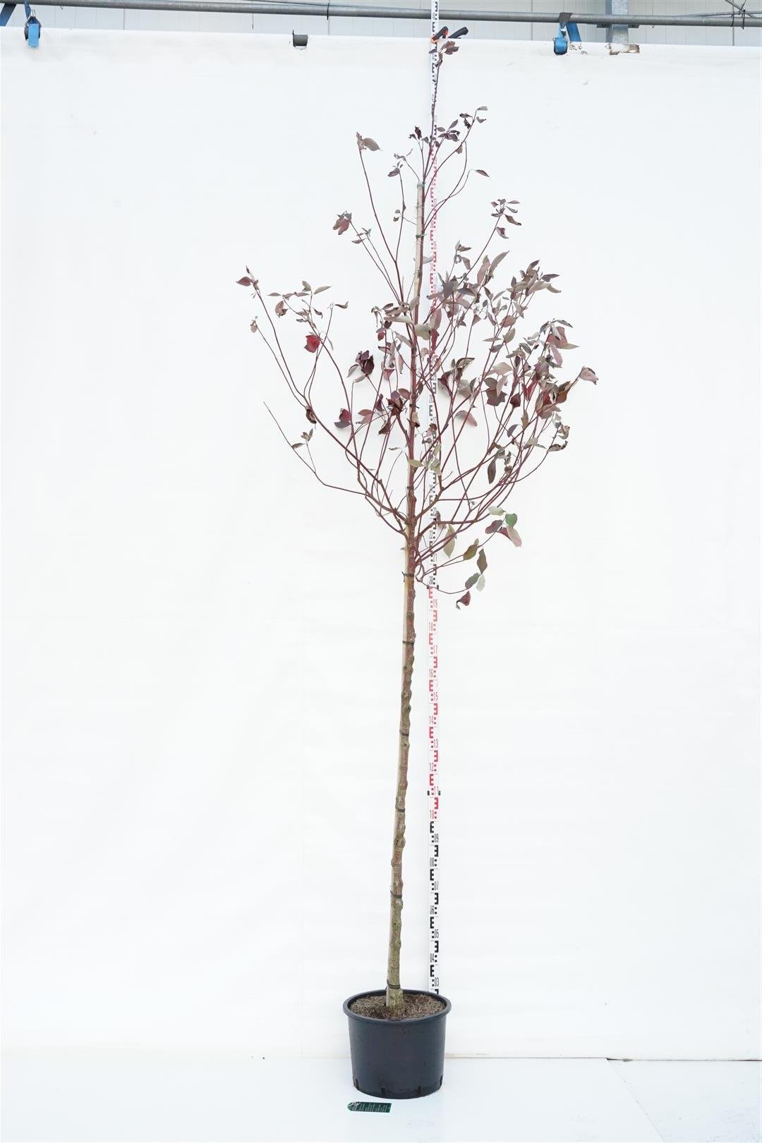 Dekoratyvinis krūmas, sedula baltoji "Sibirica", aukštis 250 cm., vazonas 35 l.