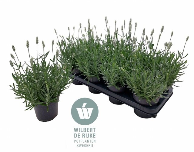 Daugiametė gėlė, levanda "An Vienco Ewhi", vazonėlio skersmuo 12 cm.