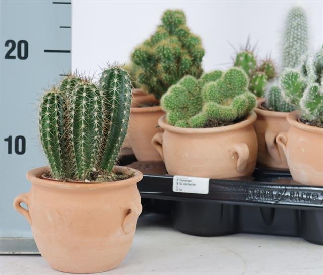 Kambarinis augalas, kaktusų kompozicija, vazonėlio skersmuo 10 cm.