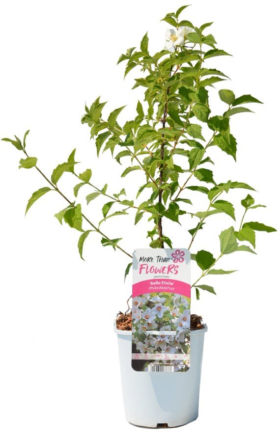 Dekoratyvinis krūmas, jazminas, vazonas 2 l.