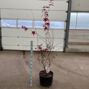 Dekoratyvinis medis, plaštakinis klevas "Atropurpureum", vazonėlio skersmuo 40 cm.