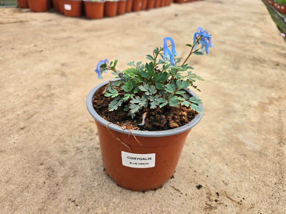 Daugiametė gėlė, rūtenis, vazonėlio skersmuo 15 cm.