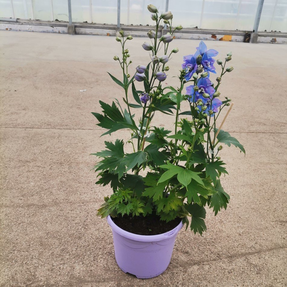 Daugiametė gėlė, pastatomas vazonas SABINE, su pentiniumi, vazono skersmuo 23 cm.