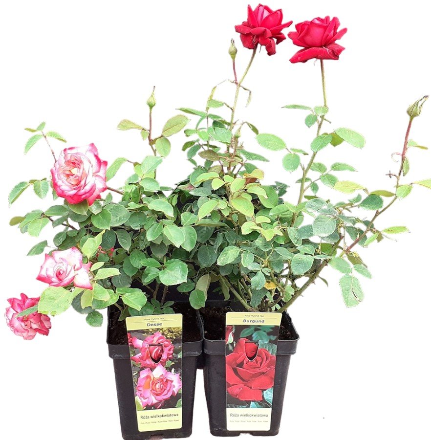 Daugiametis augalas, rožė, įvairios, vazonas 5 l.