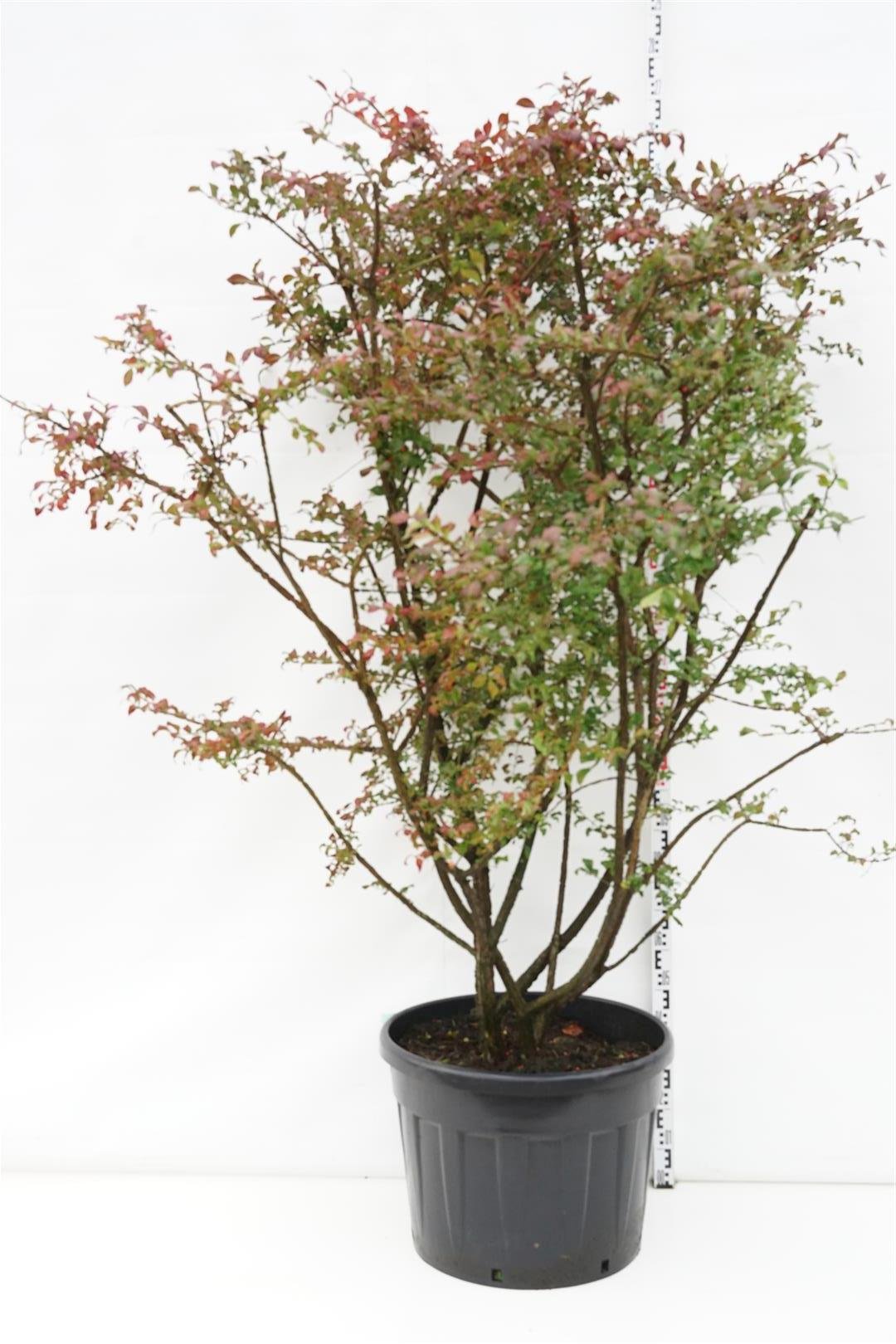 Dekoratyvinis krūmas, ožekšnis sparnuotasis, aukštis 150-175 cm., vazonas 180 l.