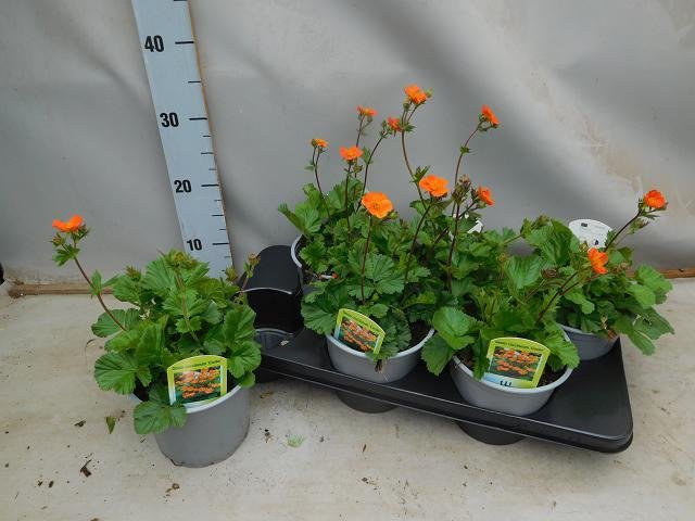 Daugiametė gėlė, žiognagė "Borisii", vazono skersmuo 15 cm.