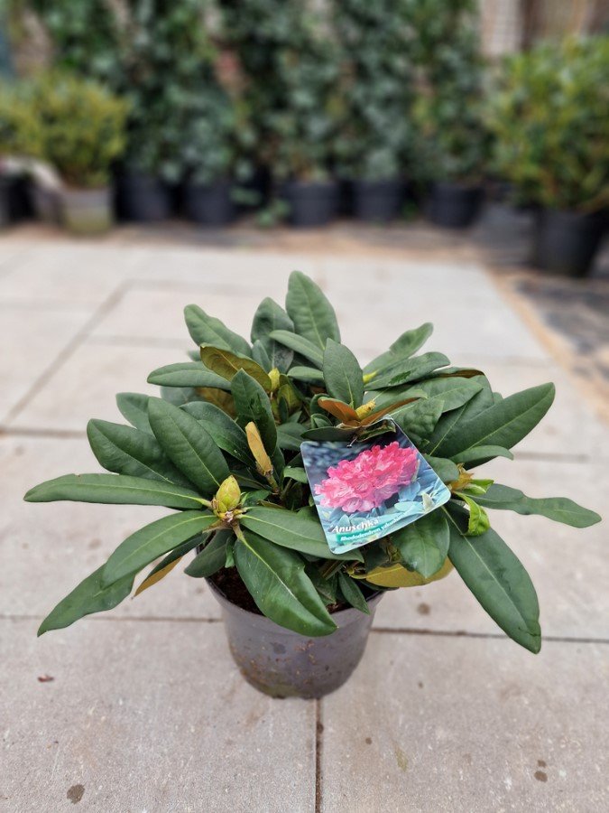 Dekoratyvinis krūmas, rododendras jakušimaninis "Anuschka", vazonėlio skersmuo 30 cm.