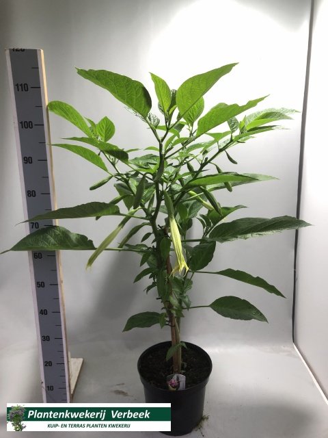 Vienmetė gėlė, brugmansija, vazonėlio skersmuo 30 cm.