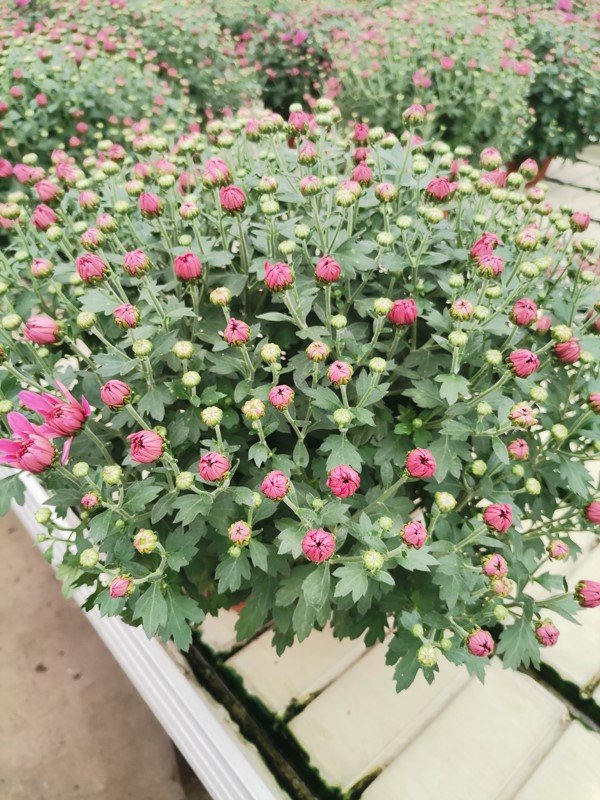 Vienmetė gėlė, rudeninė chrizantema, vazonėlio skersmuo 19 cm.