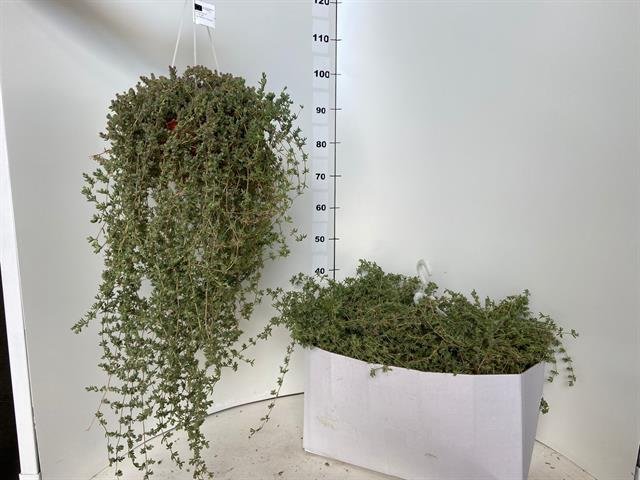 Vienmetis augalas, dichondra svyranti, vazonėlio skersmuo 19 cm.