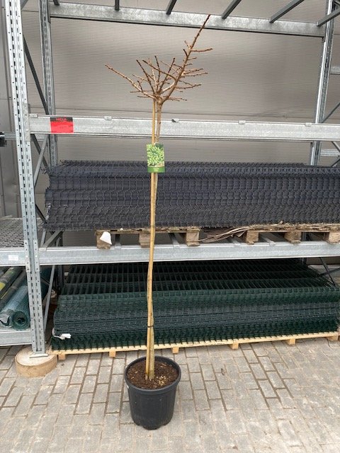 Dekoratyvinis medis, ginkmedis "Mariken", vazonėlio skersmuo 36 cm.