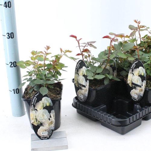 Daugiametė gėlė, rožė "Wedding Rose", vazonėlio skersmuo 14 cm.