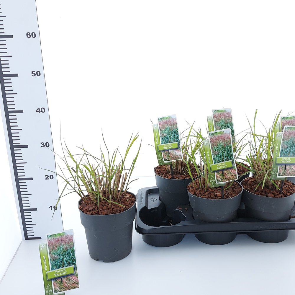 Žolinis augalas, miskantas "Red Chief", vazonėlio skersmuo 17 cm.