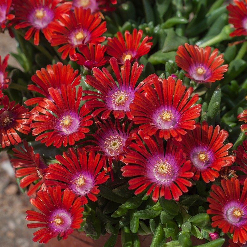 Alpinariumo augalas, mudrė "Sundella", vazonas 1 l.
