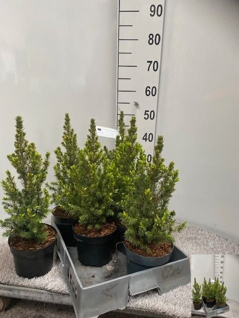 Spygliuotis, eglė paprastoji "Conica", vazonėlio skersmuo 17 cm.