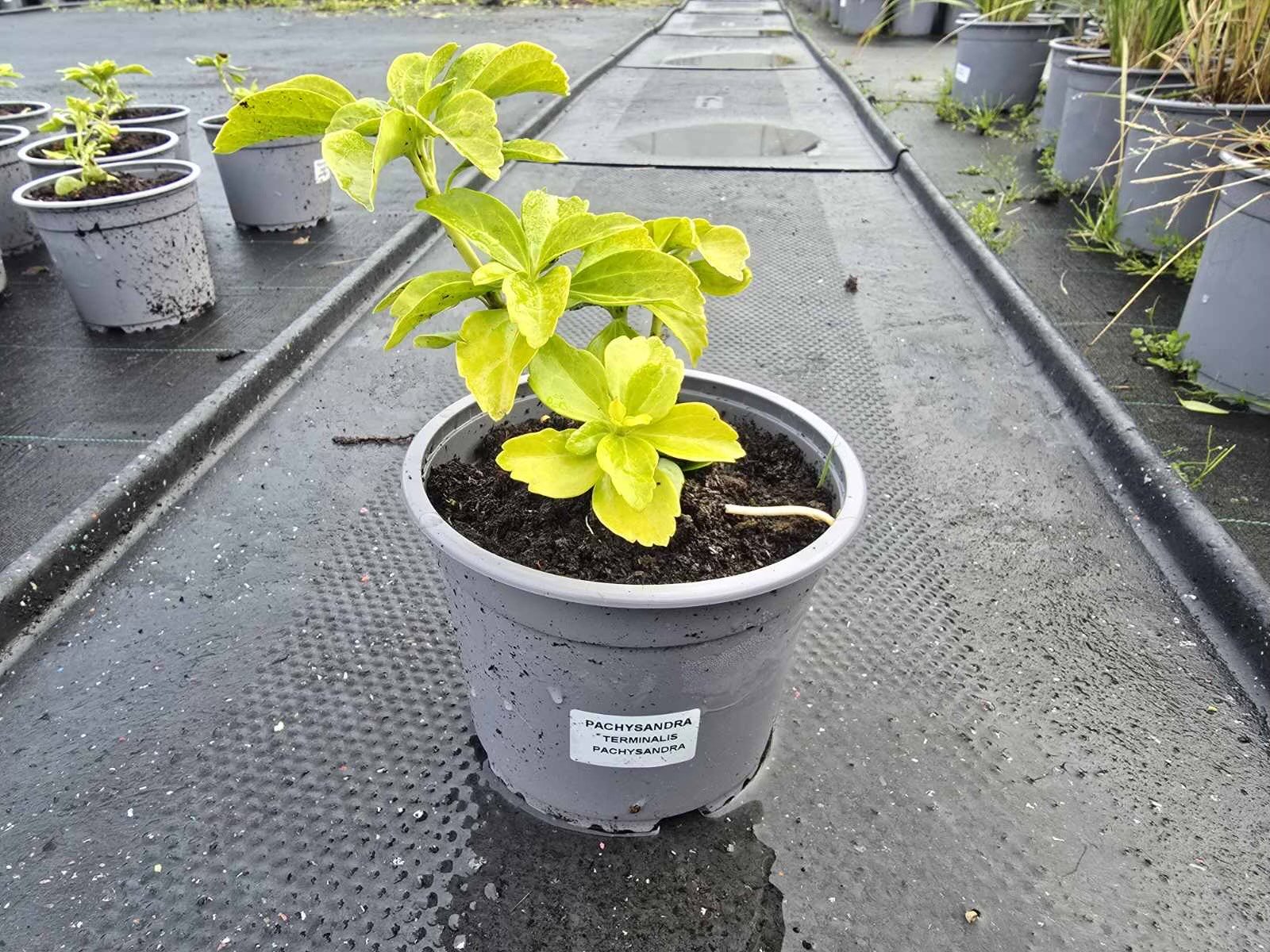 Šliaužiantis augalas, mietveinė, vazonėlio skersmuo 15 cm.