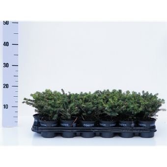 Spygliuotis, eglė paprastoji "Nidiformis", vazonėlio skersmuo 9 cm.