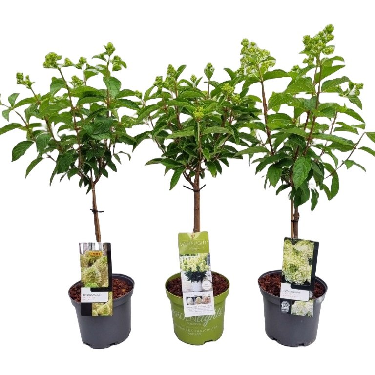 Dekoratyvinis krūmas, hortenzija šluotelinė, ant stiebo, aukštis 50 cm., įvairios, vazonėlio skersmuo 19 cm.