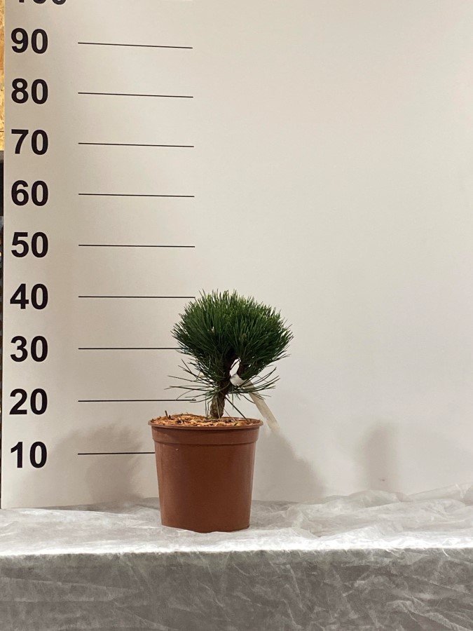 Spygliuotis, pušis "Petra", vazonėlio skersmuo 23 cm.