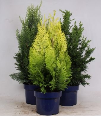 Spyliuotis, įvairūs, vazonėlio skersmuo 23 cm.