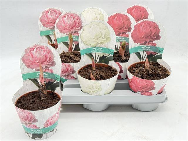 Daugiametė gėlė, bijūnas, įvairūs, vazonėlio skersmuo 12 cm.