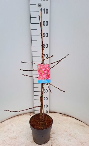 Vaismedis, persikas "Melred", vazonėlio skersmuo 21 cm.