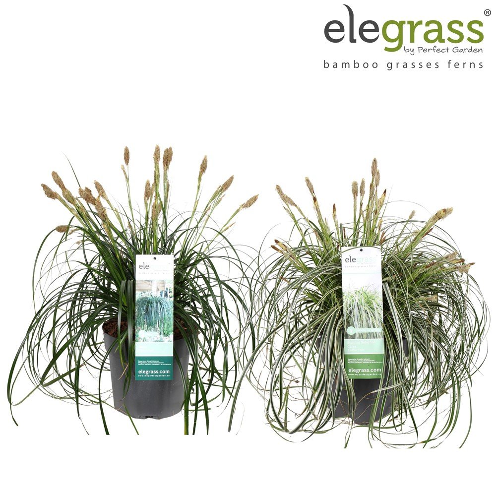 Žolinis augalas, viksva, vazonėlio skersmuo 23 cm.